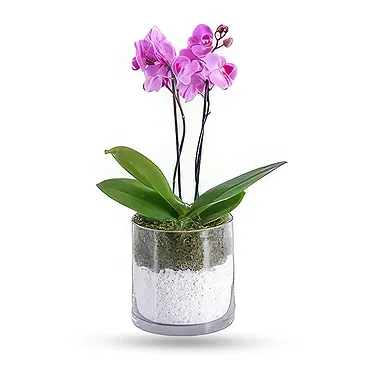 Al Shamkha flowers  -  White Stone Flower Bouquet/Arrangement