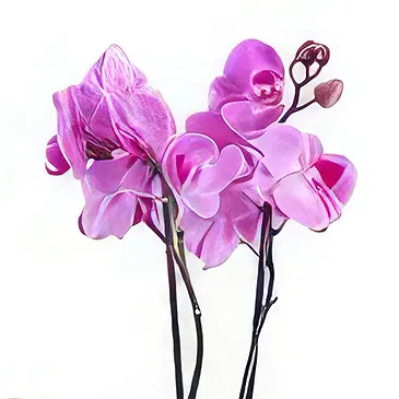 Al Shamkha flowers  -  White Stone Flower Bouquet/Arrangement