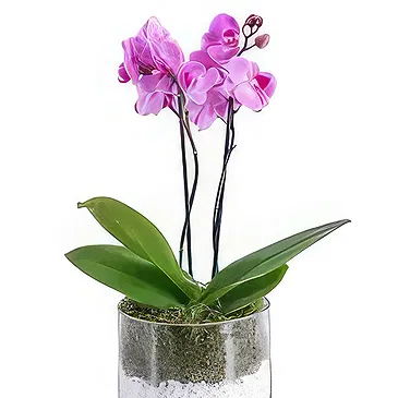 Al Shamkha flowers  -  White Stone Flower Bouquet/Arrangement