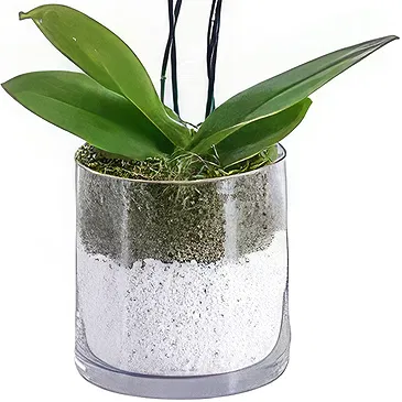 Al Shamkha flowers  -  White Stone Flower Bouquet/Arrangement