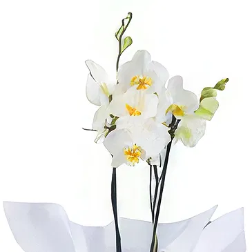 Al Shamkha flowers  -  Symbolize Love Flower Bouquet/Arrangement
