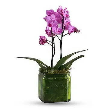 Al Shamkha flowers  -  Luxury Stem Flower Bouquet/Arrangement