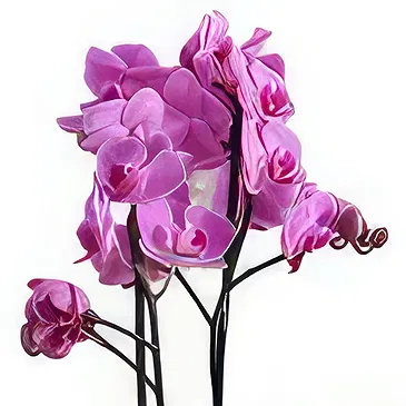 Al Shamkha flowers  -  Luxury Stem Flower Bouquet/Arrangement