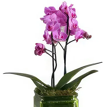 Al Shamkha flowers  -  Luxury Stem Flower Bouquet/Arrangement