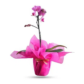 Al Shamkha flowers  -  Beautifull Wrapping Flower Delivery