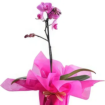 Al Shamkha flowers  -  Beautifull Wrapping Flower Bouquet/Arrangement