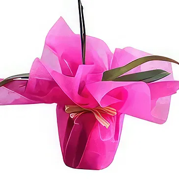 Al Shamkha flowers  -  Beautifull Wrapping Flower Bouquet/Arrangement