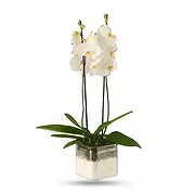 Al-Muwaihat 2 Online Blumenhändler - Blühende Pflanze Blumenstrauß