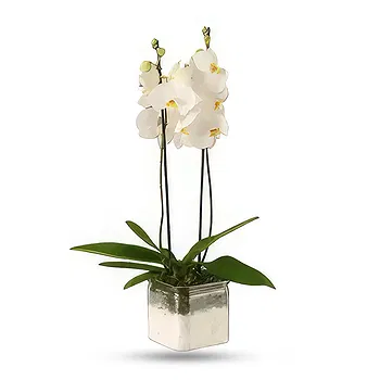 Al Shamkha flowers  -  Flowering Plant Delivery