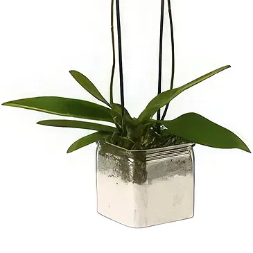 Al Shamkha flowers  -  Flowering Plant Flower Bouquet/Arrangement