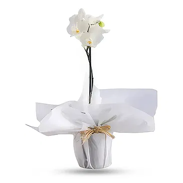 Al Shamkha flowers  -  Royal Velvet Choice Flower Bouquet/Arrangement