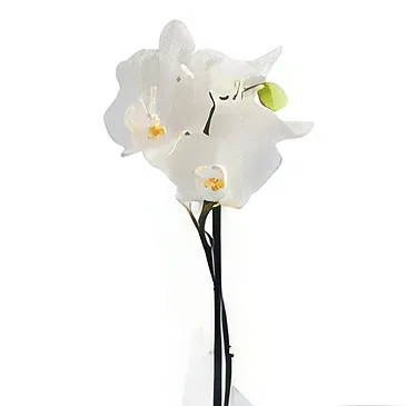 Al Shamkha flowers  -  Royal Velvet Choice Flower Bouquet/Arrangement