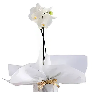 Al Shamkha flowers  -  Royal Velvet Choice Flower Bouquet/Arrangement