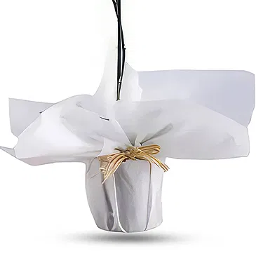 Al Shamkha flowers  -  Royal Velvet Choice Flower Bouquet/Arrangement