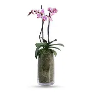 Oppdagelse hage Online blomsterbutikk - Orkidé oase Bukett