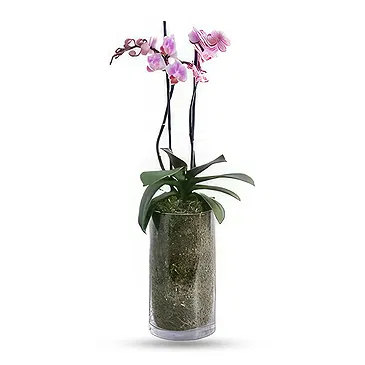 Al Shamkha flowers  -  Orchid Oasis Flower Bouquet/Arrangement