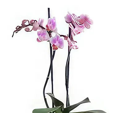 Al Shamkha flowers  -  Orchid Oasis Flower Bouquet/Arrangement