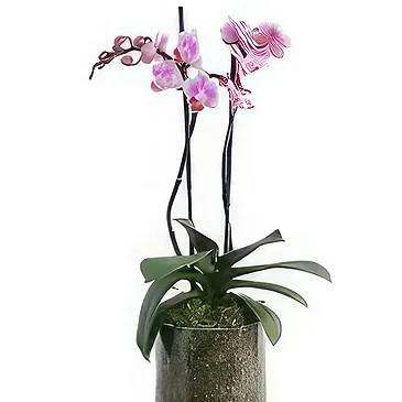Al Shamkha flowers  -  Orchid Oasis Flower Bouquet/Arrangement