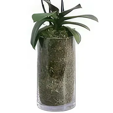 Al Shamkha flowers  -  Orchid Oasis Flower Bouquet/Arrangement