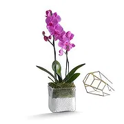 Al Shamkha online Florist - Enchanted Choice Bouquet