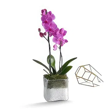 Al Shamkha flowers  -  Enchanted Choice Flower Bouquet/Arrangement