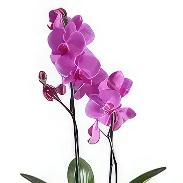 Al Shamkha flowers  -  Enchanted Choice Flower Bouquet/Arrangement