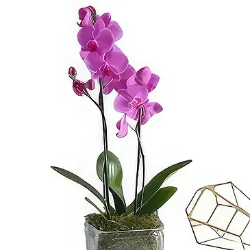 Al Shamkha flowers  -  Enchanted Choice Flower Bouquet/Arrangement