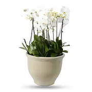 Al-Muwaihat 2 Online Blumenhändler - Flüsternde Blütenblätter Blumenstrauß