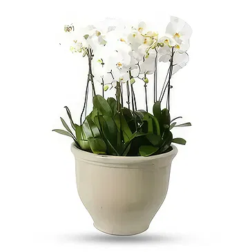 Al Shamkha flowers  -  Whispering Petals Flower Bouquet/Arrangement