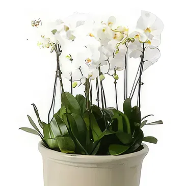 Al Shamkha flowers  -  Whispering Petals Flower Bouquet/Arrangement