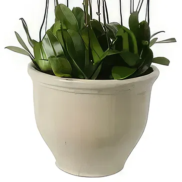 Al Shamkha flowers  -  Whispering Petals Flower Bouquet/Arrangement
