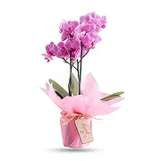 Madinat zayed online Florist - Majestic Orchid  Bouquet