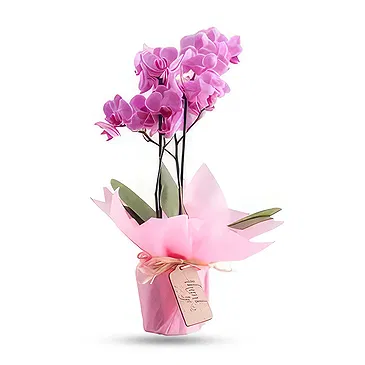 Al Shamkha flowers  -  Majestic Orchid  Flower Bouquet/Arrangement