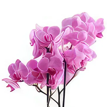 Al Shamkha flowers  -  Majestic Orchid  Flower Bouquet/Arrangement