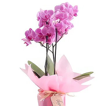 Al Shamkha flowers  -  Majestic Orchid  Flower Bouquet/Arrangement