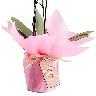 Al Shamkha flowers  -  Majestic Orchid  Flower Bouquet/Arrangement