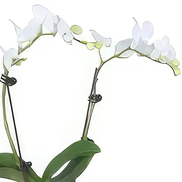 Al Shamkha flowers  -  My choice Flower Bouquet/Arrangement