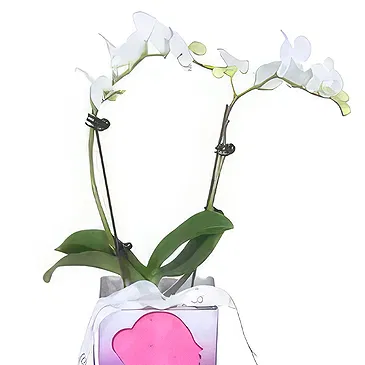 Al Shamkha flowers  -  My choice Flower Bouquet/Arrangement