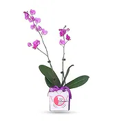 Al Shamkha online Florist - Double Stem Bouquet