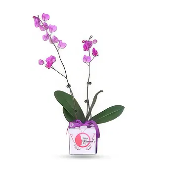 Al Shamkha flowers  -  Double Stem Flower Delivery