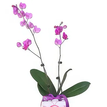 Al Shamkha flowers  -  Double Stem Flower Bouquet/Arrangement