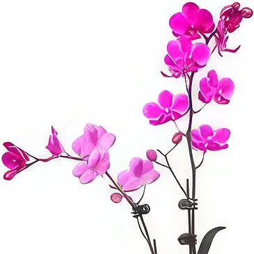 Al Shamkha flowers  -  Golden Topper Flower Bouquet/Arrangement