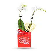 Al Shamkha online Florist - Red Package Bouquet