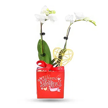 Al Shamkha flowers  -  Red Package Flower Delivery