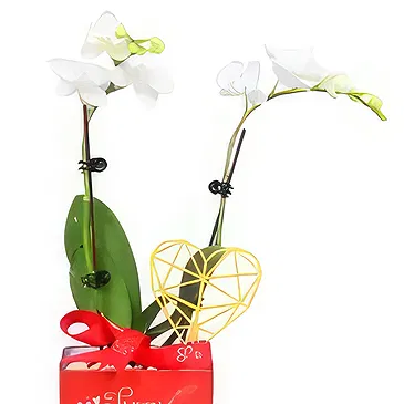Al Shamkha flowers  -  Red Package Flower Bouquet/Arrangement