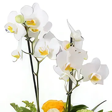 Al-Muwaihat 2 Blumen Florist- Gelbes Band Bouquet/Blumenschmuck