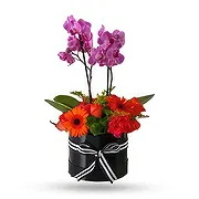 Al-Muwaihat 2 Online Blumenhändler - Fantastische Pflanzen Blumenstrauß