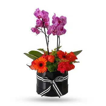 Al Shamkha flowers  -  Fantastic Plants Flower Delivery