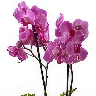 Al Shamkha flowers  -  Fantastic Plants Flower Bouquet/Arrangement