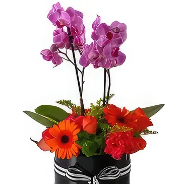 Al Shamkha flowers  -  Fantastic Plants Flower Bouquet/Arrangement